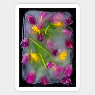 Ice Cold Tulips Sticker